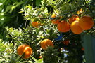 vignette Pergola d'agrumes - Chinotto - Citrus myrtifolia