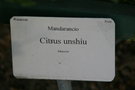 vignette Pergola d'agrumes - Citrus unshiu - Mandarancio - Rutaceae - Asia