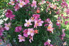 vignette Rosa chinensis 'Mutabilis'