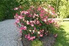 vignette Rosa chinensis 'Mutabilis'