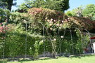 vignette Villa Carlotta - pergola de roses