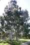 vignette Eucalyptus aggregata (g) et E. dalrympleana (d)