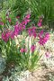 vignette Gladiolus communis var. byzantinus