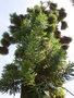 vignette identifi Araucaria cunninghamii (erreur ?)