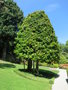 vignette Magnolia grandiflora