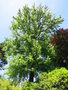 vignette Liquidambar