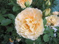 vignette Rosa Golden Celebration = Rosa AUSgold