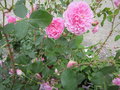 vignette Rosa Harlow Carr = Rosa AUShouse