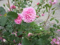 vignette Rosa Harlow Carr = Rosa AUShouse