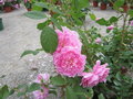 vignette Rosa Harlow Carr = Rosa AUShouse