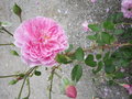 vignette Rosa Harlow Carr = Rosa AUShouse