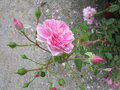 vignette Rosa Harlow Carr = Rosa AUShouse