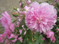 vignette Rosa Harlow Carr = Rosa AUShouse