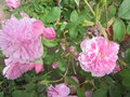 vignette Rosa Harlow Carr = Rosa AUShouse