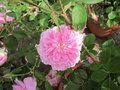 vignette Rosa Harlow Carr = Rosa AUShouse