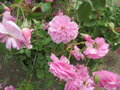 vignette Rosa Harlow Carr = Rosa AUShouse