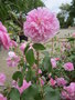 vignette Rosa Harlow Carr = Rosa AUShouse