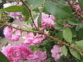 vignette Rosa Harlow Carr = Rosa AUShouse