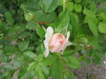 vignette Rosa Heritage = Rosa AUSblush