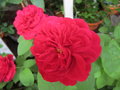 vignette Rosa L.D. Braithwaite = Rosa AUScrim