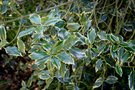 vignette Ilex aquifolium 'Aurifodina'
