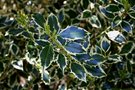 vignette Ilex aquifolium 'Elegantissima'