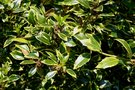 vignette Ilex aquifolium 'Myrtifolia Aurea'