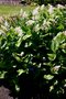 vignette Maianthemum racemosum