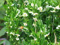 vignette Solanum pseudocapsicum en fleur