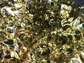 vignette carissa macrocarpa sp hymphreyi variegata