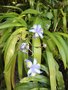 vignette Iris japonica