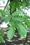 vignette Quercus petraea