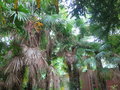 vignette Trachycarpus fortunei