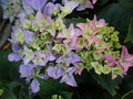 vignette hydrangea (fleur)