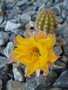 vignette Chamaecereus cv. fleur jaune fonc