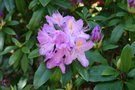 vignette Rhododendron 'Catawbiense Grandiflorum'