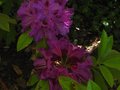 vignette Rhododendron Purple splendour dernires fleurs au 02 06 12