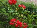 vignette Rhododendron Melville au 04 06 12