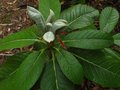 vignette Rhododendron Macabeanum en pleine pousse au 02 06 12