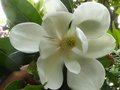 vignette Magnolia Grandiflora exmouth gros plan 1 trs parfum au 06 06 12