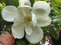 vignette Magnolia Grandiflora exmouth gros plan 2 trs parfum au 06 06 12