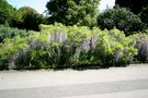 vignette Wisteria floribunda cv.