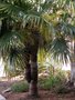 vignette Trachycarpus fortunei bicphale 2006