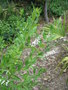 vignette Lippia polystachya (Verveine menthe) et Lippia scaberrima (Verveine eucalyptus)