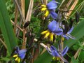 vignette Dianella tasmanica gros plan au 09 06 12