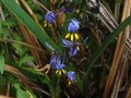 vignette Dianella tasmanica au 07 06 12