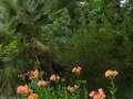 vignette Alstroemres , ceanothus arboreus et grevillea juniperina au 10 06 12