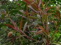 vignette Rhododendron Lutescens au beau feuillage pourpre lumineux au 09 06 12