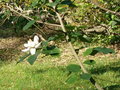 vignette Magnolia macrophylla