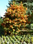 vignette Rhododendron 'Desert Pink' Exbury Hybrid Azalea - orange